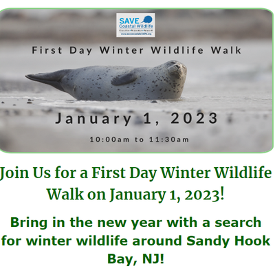 First Day Winter Wildlife Walk